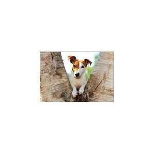  Jack Russell Terrier 1000 Piece Puzzle