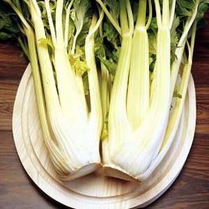  Golden Self Blanching Celery 4 Plants   Easy to Grow 