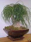 Green * Pony Tail Palm Seeds * Great Houseplant