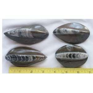  Carved and Polished Orthoclase Fossils, 9.23.11 