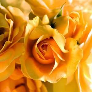  Julia Child Rose Bush   Strong Fragrance   Butter Yellow 