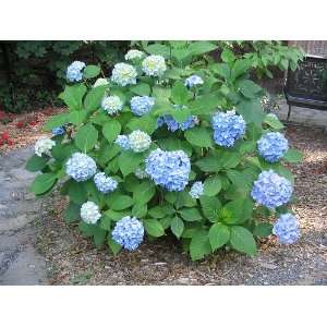  Nikno blue hydrangea 18 inch branched Potted shrub Patio 