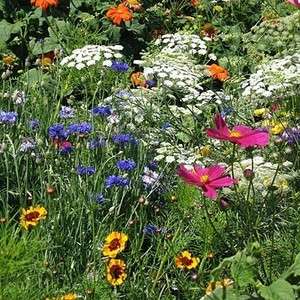 Dry Area Wildflower Seed Mix  2000 seeds  