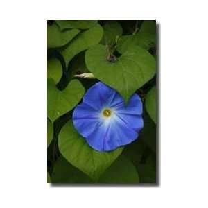  Blue Morning Glories Cape May New Jersey Giclee Print 
