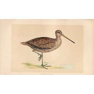 SabineS Snipe British Birds 1St Ed Morris 1851 