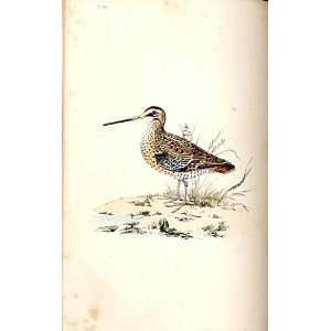  Solitary Snipe Meyer H/C Birds 1842 50