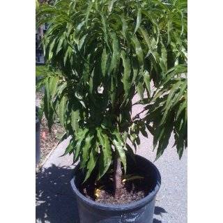  Southern Sweet Dwarf Peach Tree, Five Gallon Container 