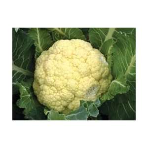    Hybrid Cauliflower Amazing 20 Seeds per Packet Patio, Lawn & Garden
