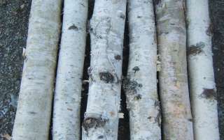 White Birch Fireplace Logs 6 logs 2.5 to 4 x 16 to 17  