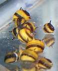 10 Live Spiral Horn nerite Snails fish tank aquarium