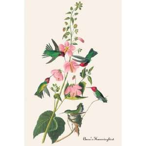 Annas Hummingbird by John Woodhouse Audubon 12x18  
