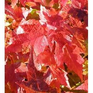  MAPLE RED ROCKET / 2 gallon Potted Patio, Lawn & Garden