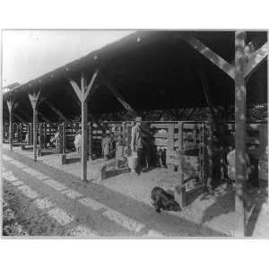    Kern Island Dairy,Milking Chute,Kern County,CA,1888