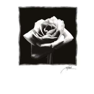   And White Rose Poster Of Flower New Flowers 10539