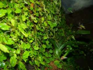 Pflanzen Ableger aus meinem Regenwaldterrarium mit Dendrobaten in 