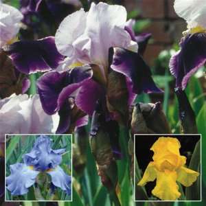  Iris bearded Purple white/Yellow/Blue various colors 