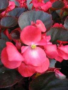 BEGONIA ANGEL WING Senator Red HOUSE PLANT SEEDS NEW  