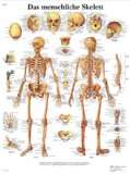  3B Scientific Lehrtafel   Das menschliche Skelett Weitere 