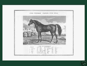   GRANDE GRAVURE ANGLAISE, cheval pur sang arabe
