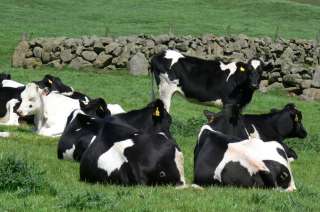 Cattle Farming Raising Beef Cows cd Steer Feeding 30 bk  