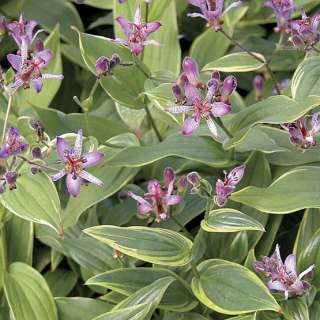   LILY~GILT EDGE~VARIEGATED SHADE PLANT,TRICYRTIS,AMAZING ORCHID FLOWERS
