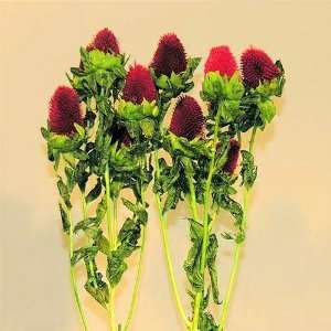  Dried Clover Flowers   Red