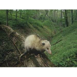 Opossum on a Log in a Deciduous Forest (Didelphis Virginiana), Ohio 