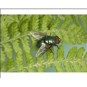  True Greenbottle Fly / Blowfly   sunning itself on a fern 