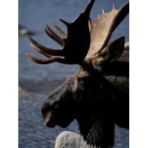  Bull Moose at Whidden Pond, Baxter State Park, Maine, USA 