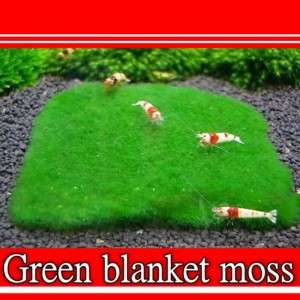 Green blanket moss pad 8x8cm   Live aquarium plant fren  