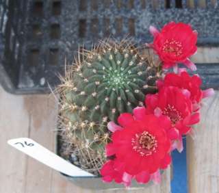 Lobivia aculeata Multi Stem Pink Red Flowers Cactus 76  