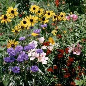   Bird and Butterfly Wildflower Mix 1,000+ Seeds Patio, Lawn & Garden