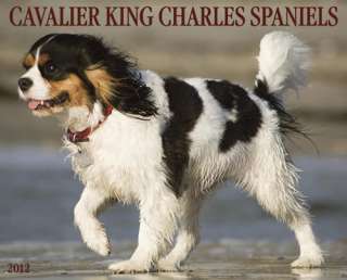 Cavalier King Charles Spaniels 2012 Calendar   NEW  