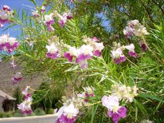 Chilopsis DESERT ORCHID TREE Season Long Bloom ~SEEDS~  
