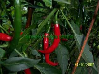   Hot Pepper Finger Hot Capsicum Annuum HOTTEST Fresh Seeds