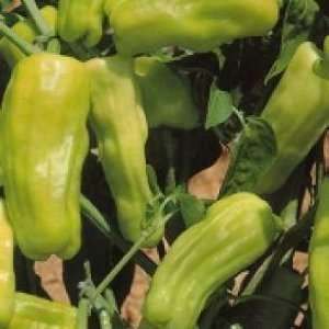  Stavros Heirloom Sweet Pepper Seeds Imported Italy Patio 