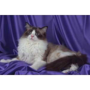   of Top Pedigree Cats Canvas Art Ragdoll,seal bi color