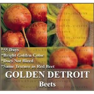   Beets seeds bright golden root does not bleed like red beets ~ Patio