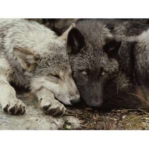  Twenty Week Old Gray Wolf Pups, Canis Lupus, Rest Together 