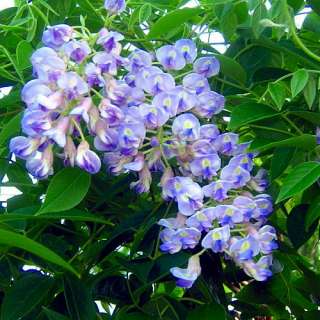  Moon Wisteria Plant   Potted   Huge Fragrant Blooms   Potted  