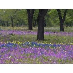  Field of Texas Blue Bonnets, Phlox and Oak Trees, Devine, Texas 